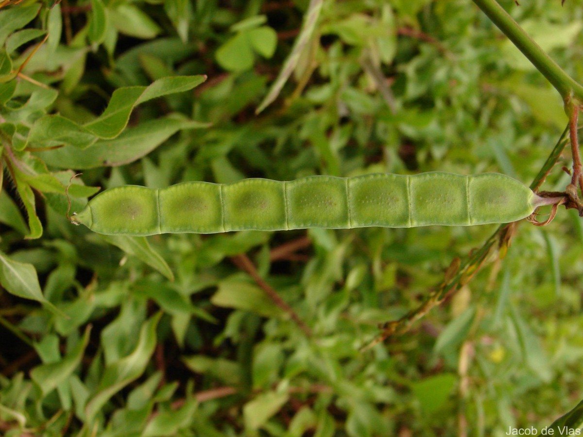 Aeschynomene aspera L.